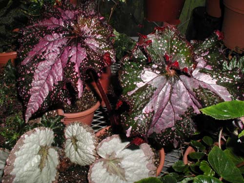 B. ‘Deco Delight’